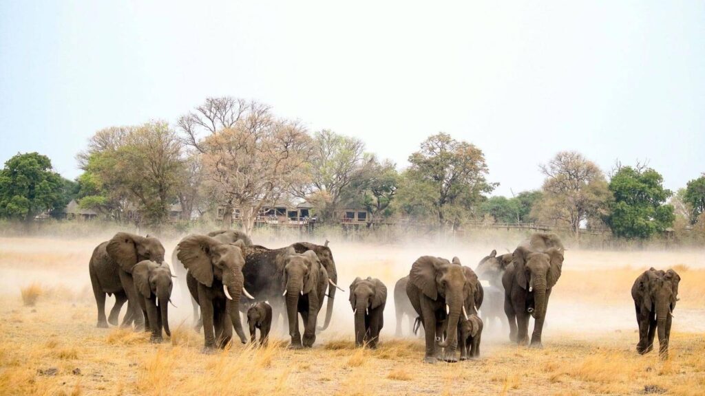 Elephant herd walking infront of Nambwa Tented Lodge