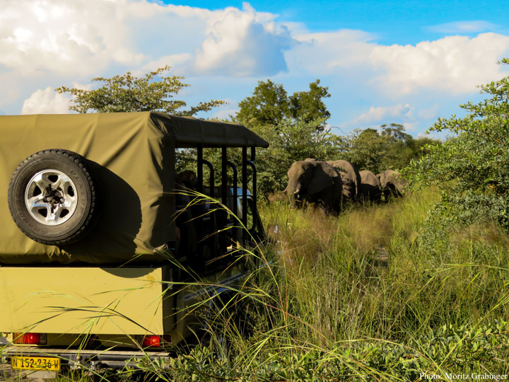 Viewing elephants on game drive