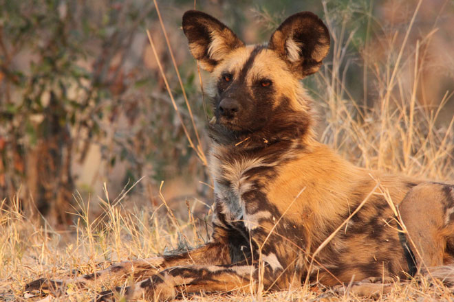 African wild dog