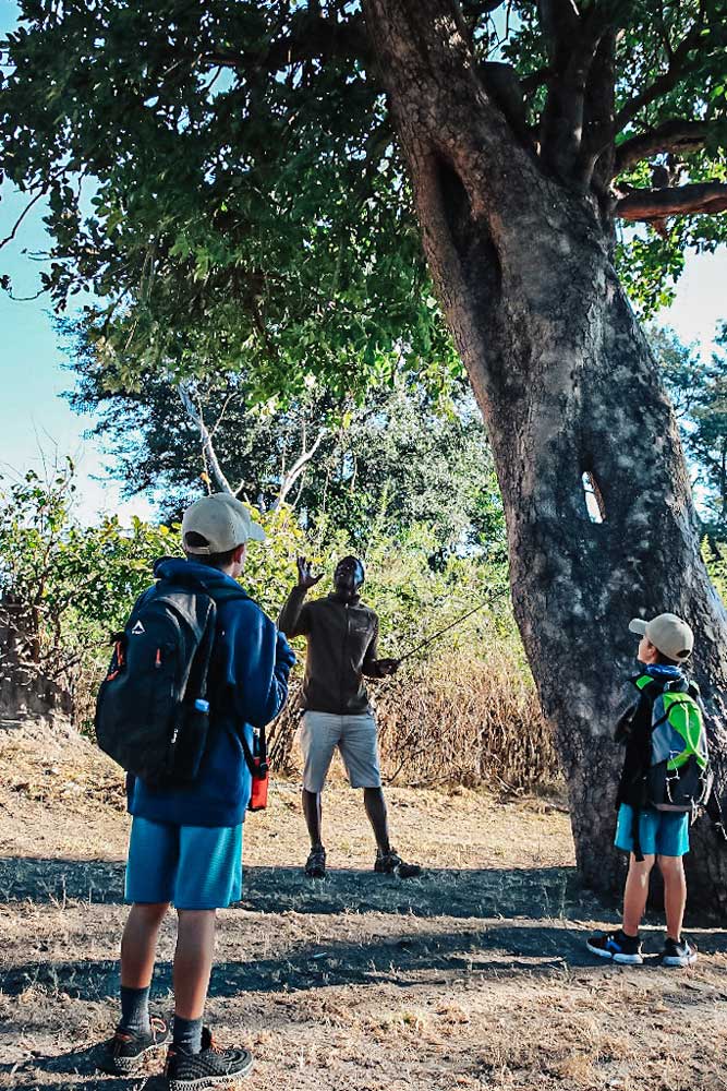 guide teaching children about local trees