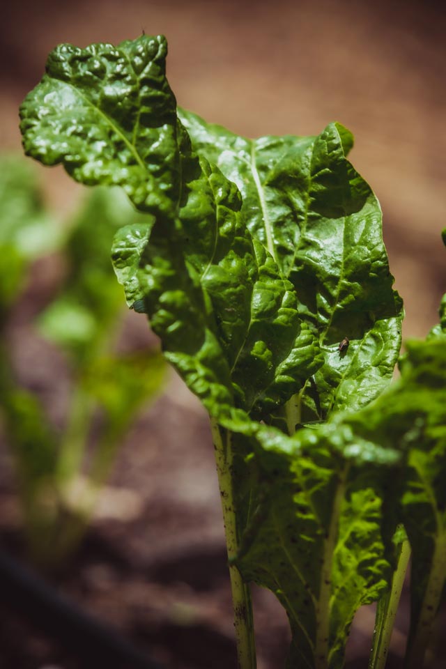 spinach leaf