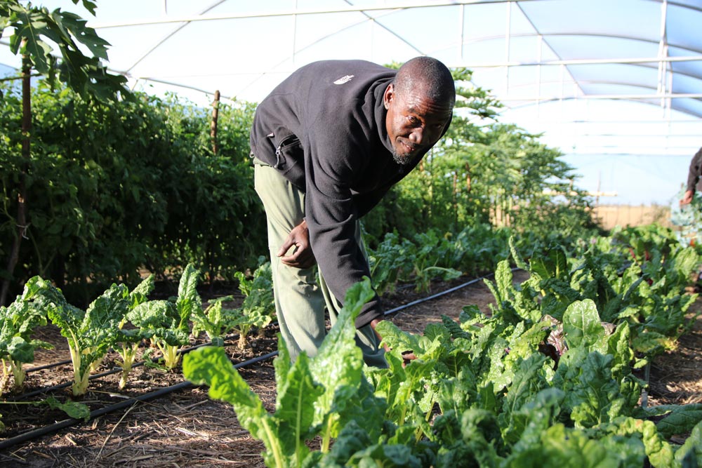 man tending to garden