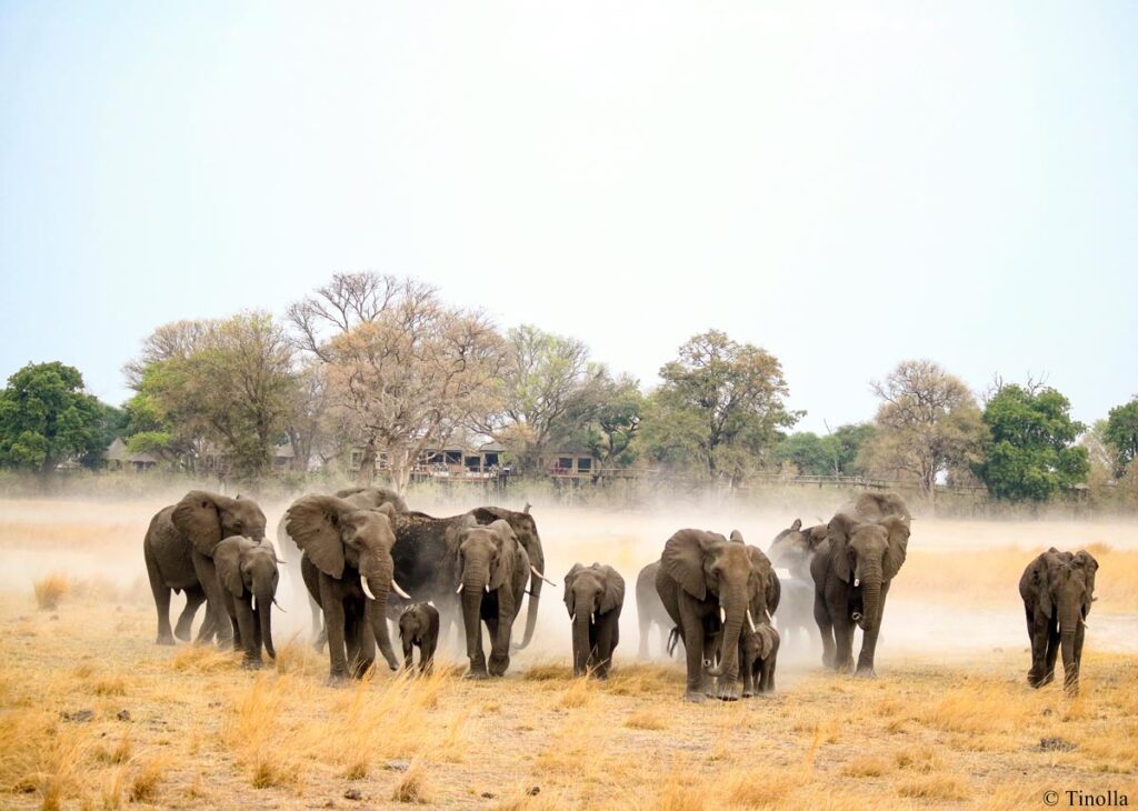 Elephant herd in front of Nambwa Tented Lodge