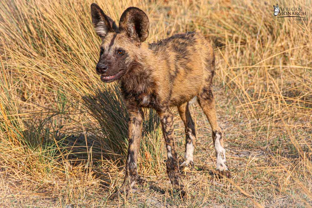 African wild dog