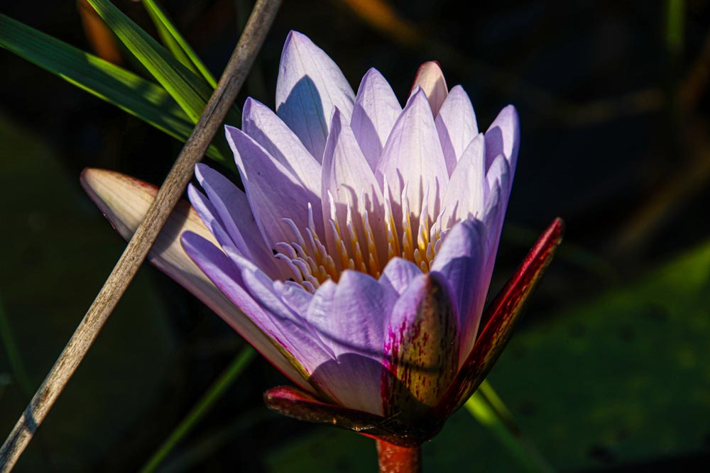 purple flower