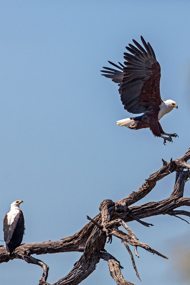 two eagles on tree branch