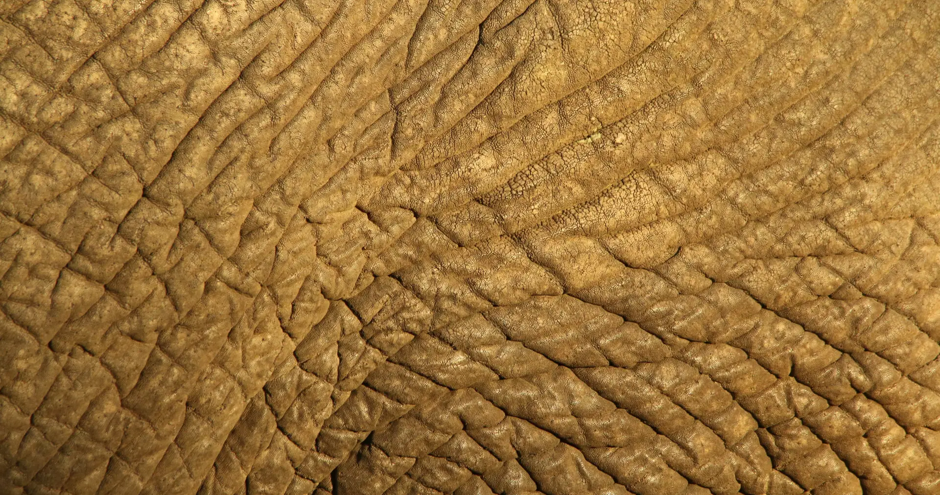 elephant skin