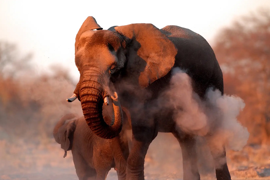African-Monarch-Lodges-Elephants