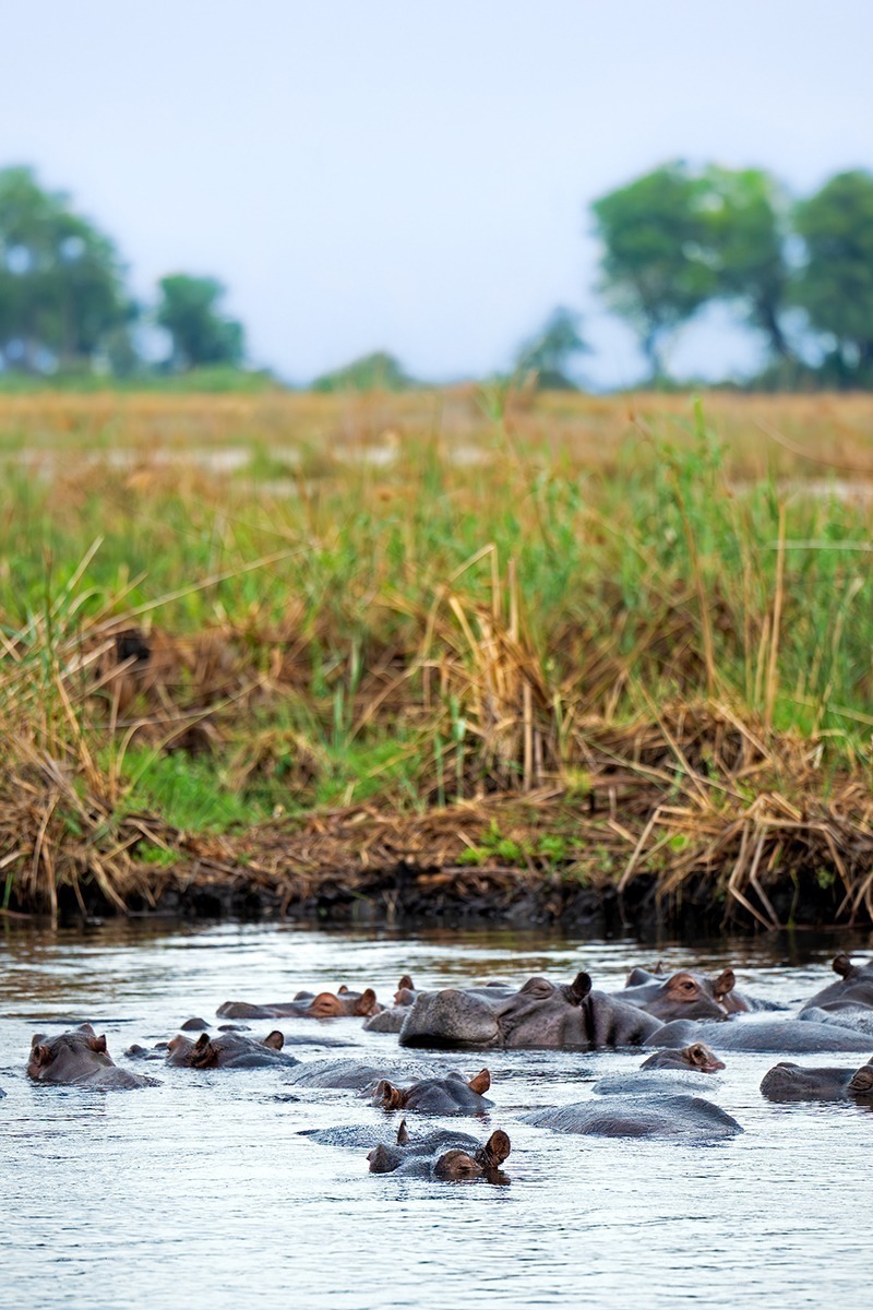 African Monarch Lodges Elephants