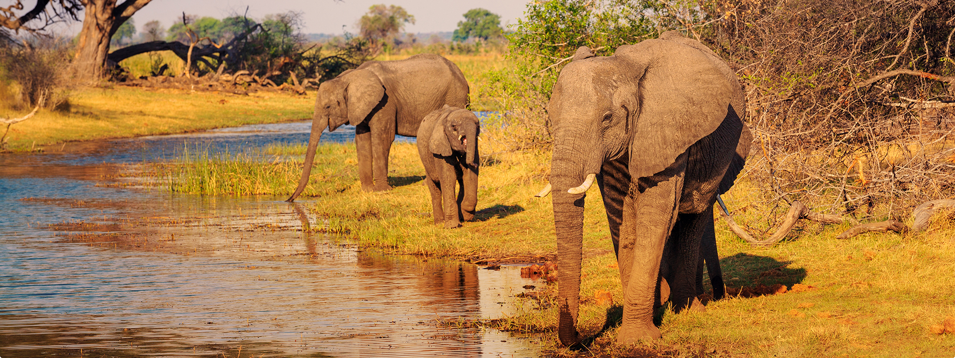African Monarch Lodges Elephants