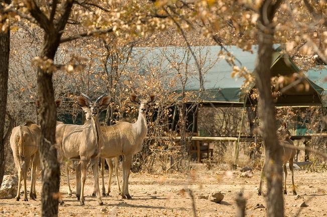 Ongava Tented Camp
