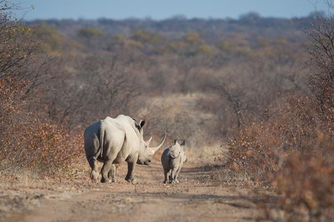 Ongava Tented Camp