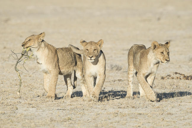 Ongava Tented Camp