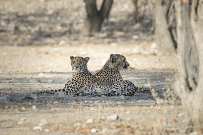 Ongava Tented Camp