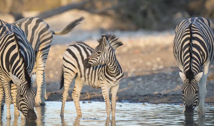 Ongava Tented Camp