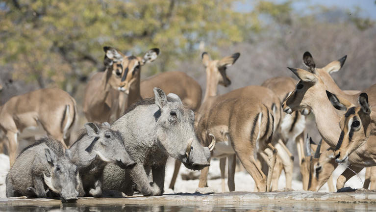 Ongava Tented Camp
