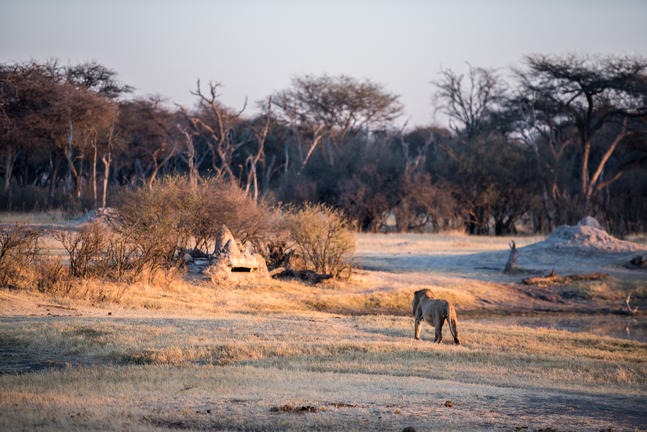 The Hide Safari Camp