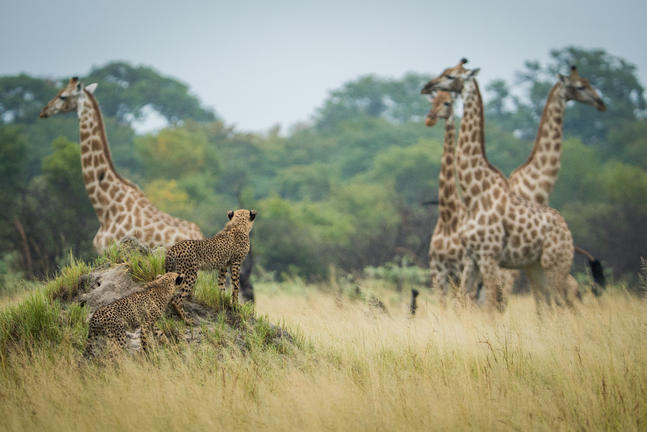 The Hide Safari Camp