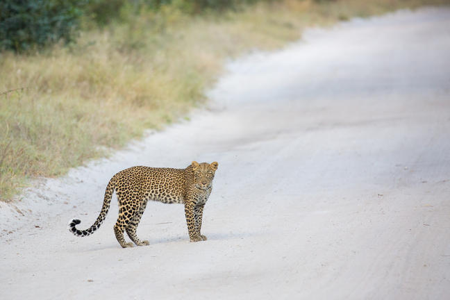 The Hide Safari Camp