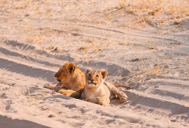 The Hide Safari Camp