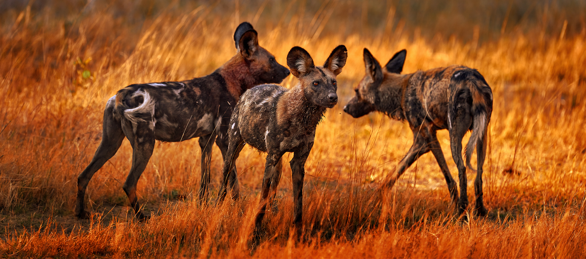 African Wild Dogs