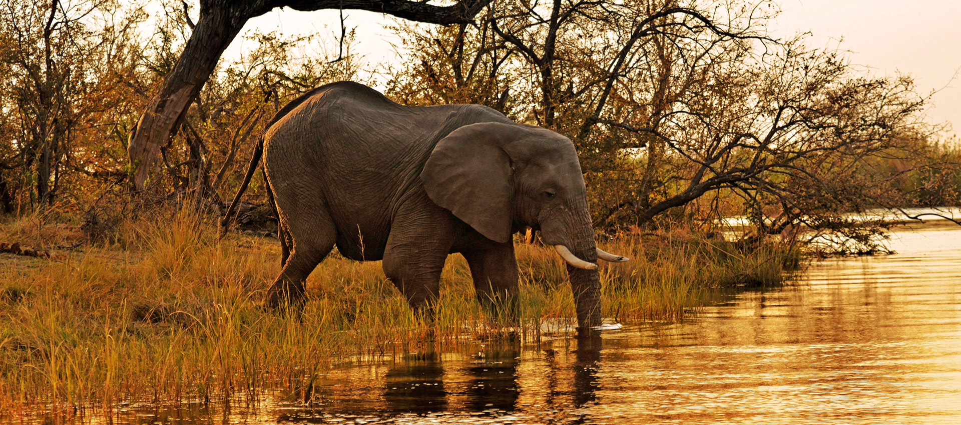 Elephant in Kwando River Namibia