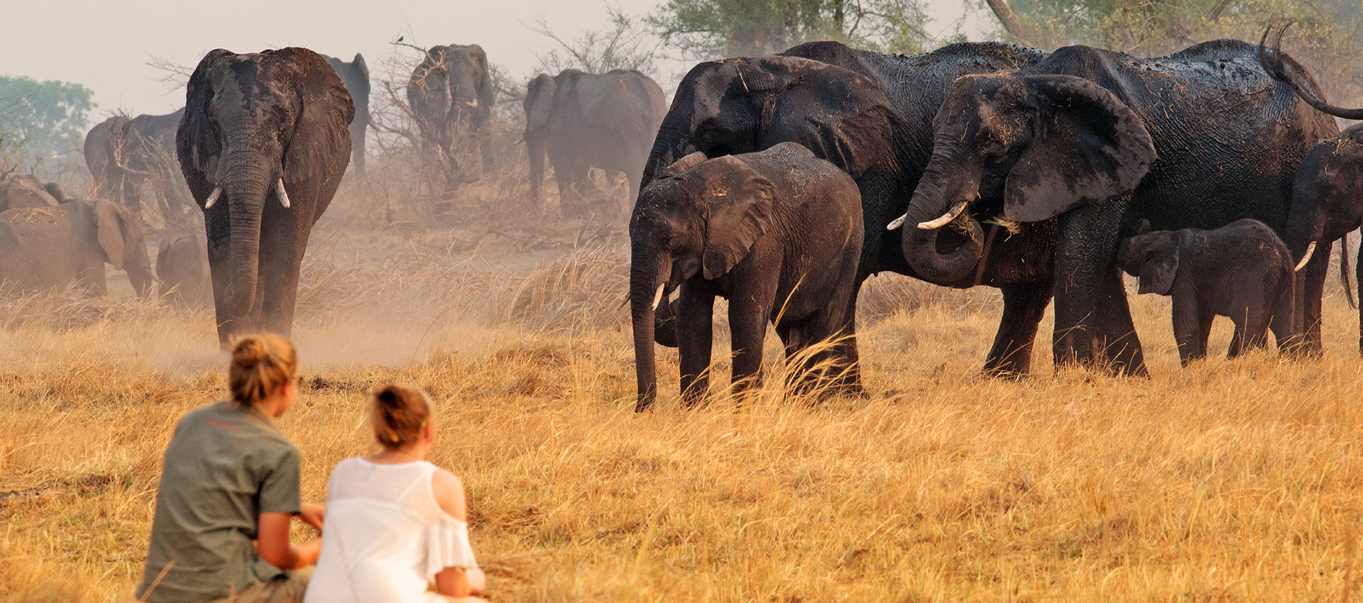 Elephants in Namibia