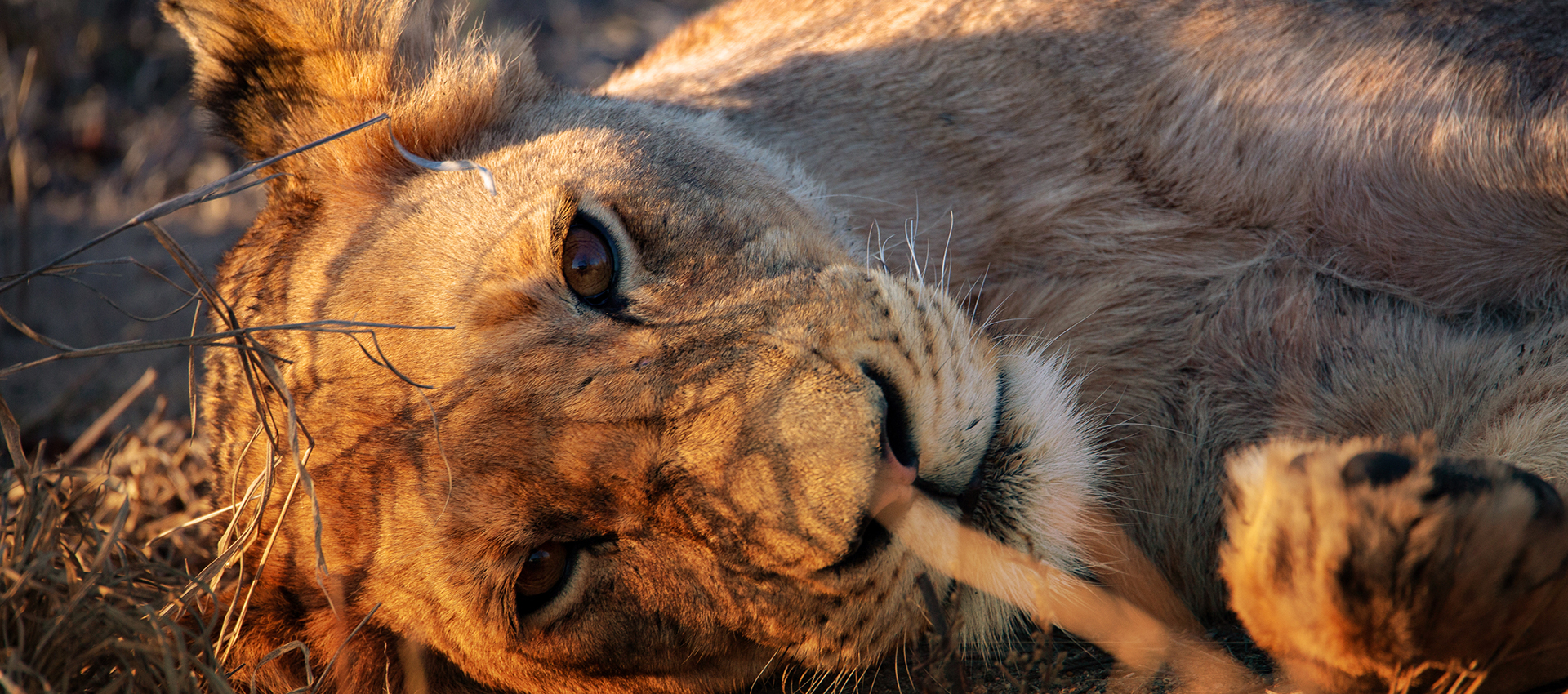Lion Cub in Kruger National Park