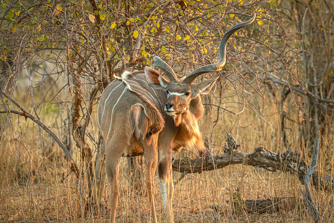 African-Monarch-Lodges-Kudu