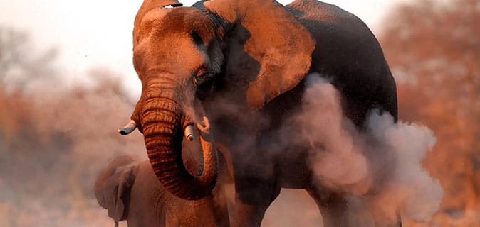 African Monarch lodges - Game Drive
