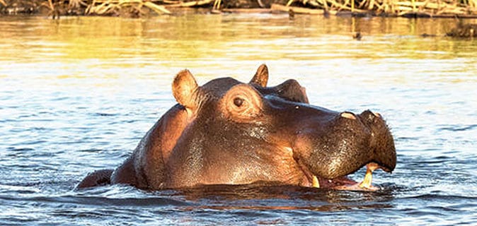 African Monarch Lodges Namibia Hippo