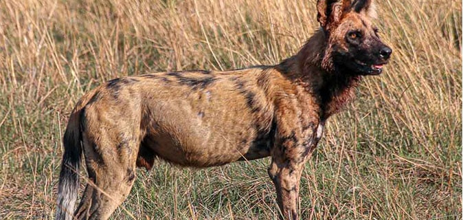 African Monarch Lodges Namibian-Wild-Dog