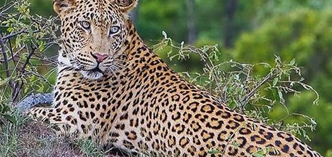 African Monarch lodges Kruger Nation Park Leopard