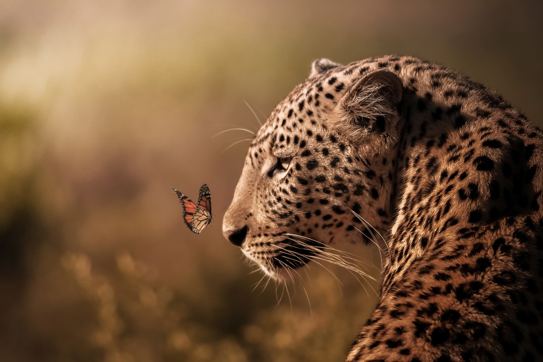 African Monarch Lodges Leopard