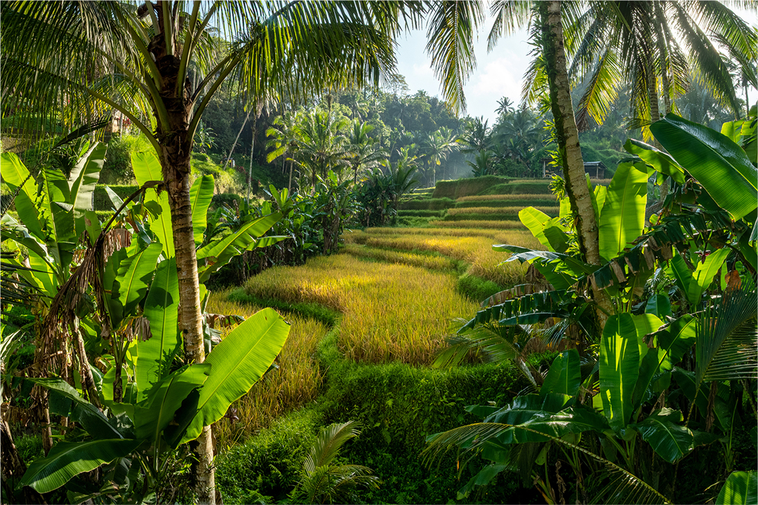 Ignite Your Soul Retreat in Bali