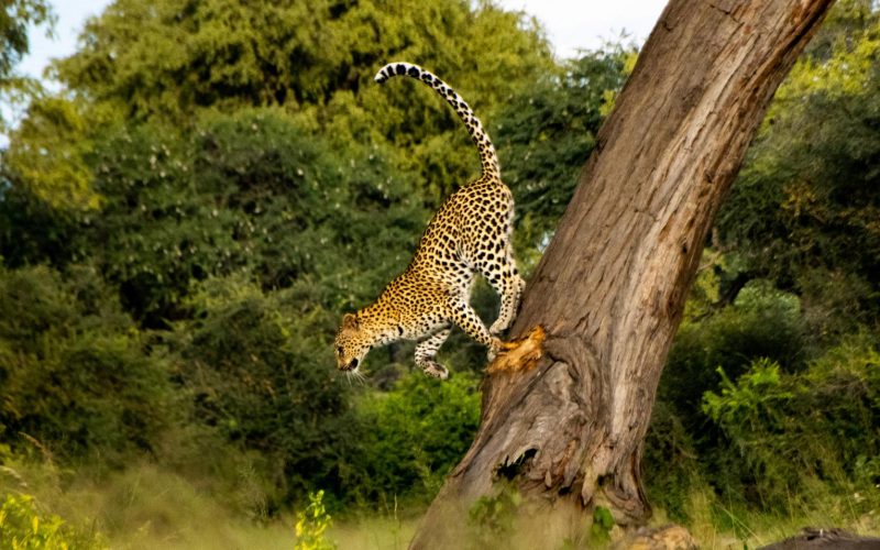 leaopard running down tree