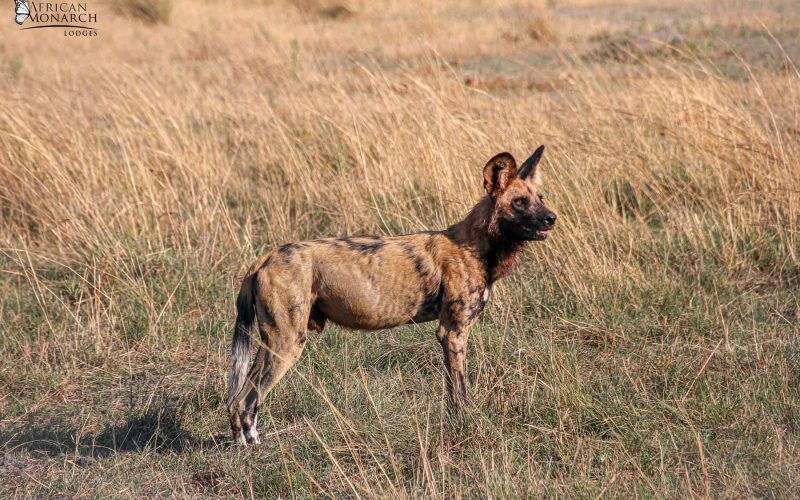 African wild dog