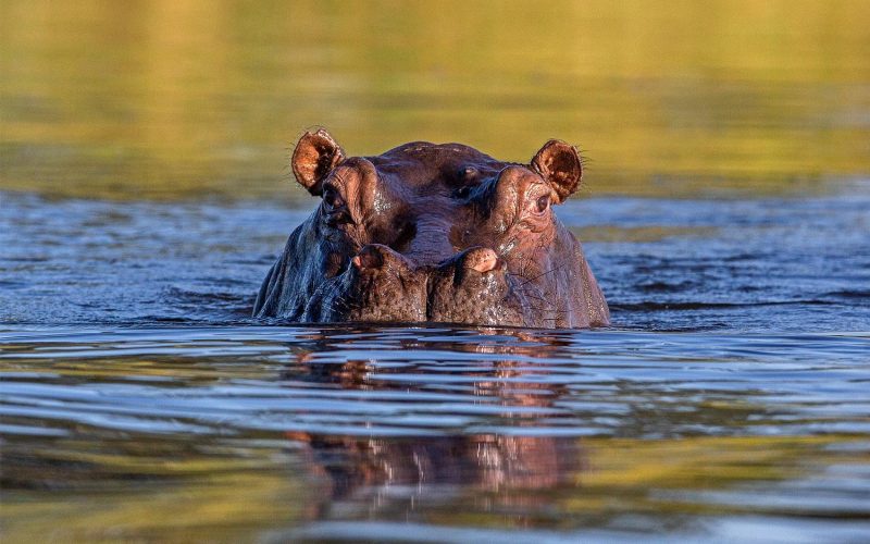 hippo in river